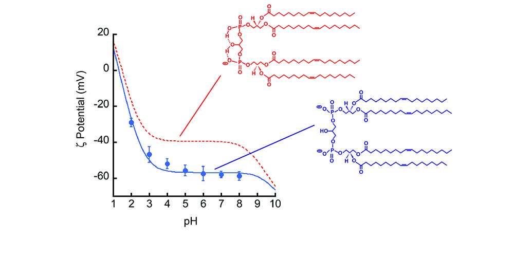 Lipid and membrane biophysics (Alder Lab) Alder 2